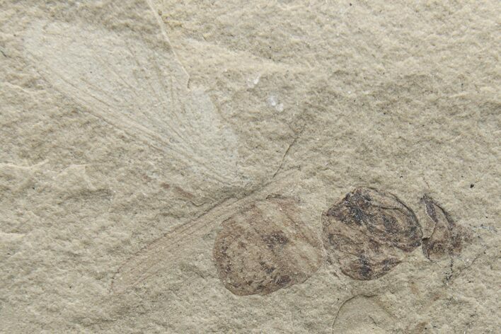 Fossil Ant (Formicidae) - Green River Formation, Utah #224573